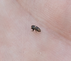 Sassacus papenhoei