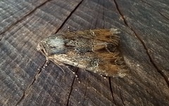 Mniotype occidentalis