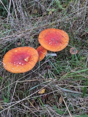 Amanita muscaria