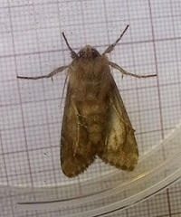 Mniotype occidentalis