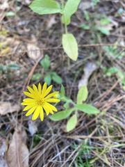 Chrysopsidinae