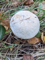 Leccinum scabrum