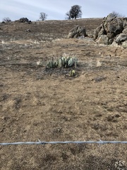 Opuntia basilaris treleasei