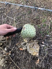 Opuntia basilaris treleasei