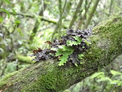 Lobariaceae