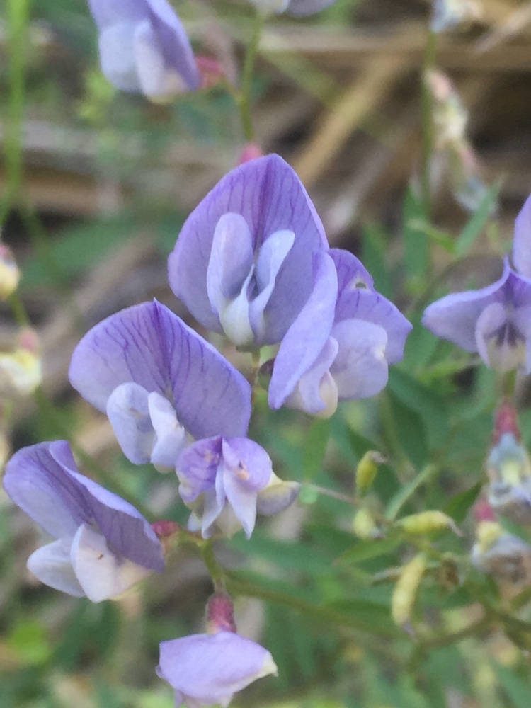 Vicia vicina