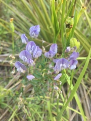 Vicia vicina
