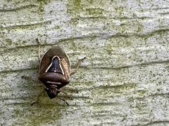 Mormidea lugens