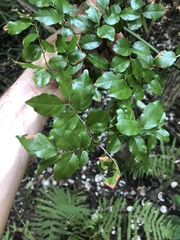 Sageretia minutiflora
