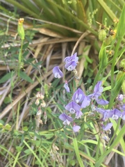 Vicia vicina