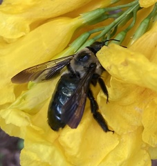 Xylocopa virginica texana