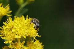 Colletes simulans armatus