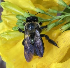 Xylocopa virginica texana