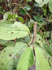 Piper umbellatum