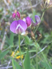Lathyrus magellanicus