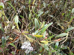 Epidendroideae