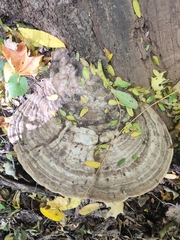 Ganoderma megaloma