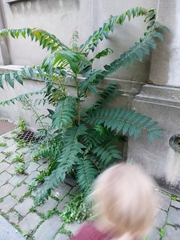 Ailanthus altissima