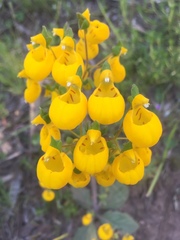 Calceolaria corymbosa