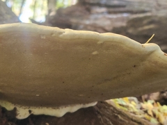 Ganoderma megaloma