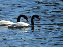 Cygnus melancoryphus