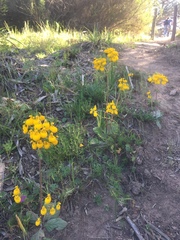 Calceolaria corymbosa