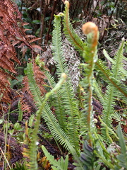 Nephrolepis cordifolia