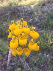 Calceolaria corymbosa