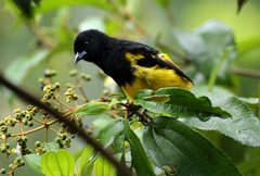 Icterus prosthemelas