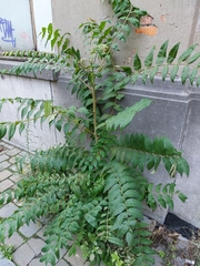 Ailanthus altissima