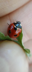 Coccinella