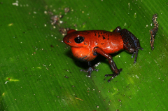 Oophaga pumilio