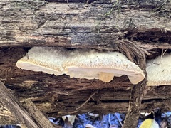 Tyromyces galactinus