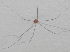 Leiobunum limbatum