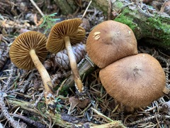 Cortinarius huronensis