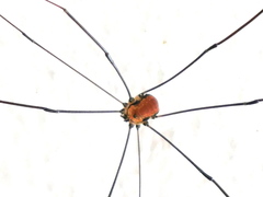 Leiobunum limbatum