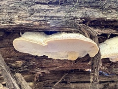 Tyromyces galactinus