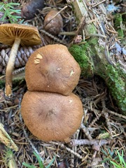 Cortinarius huronensis