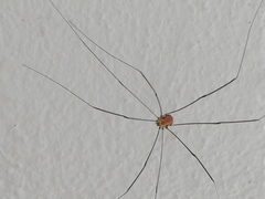 Leiobunum limbatum