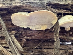 Tyromyces galactinus