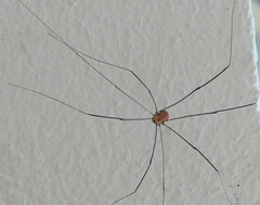Leiobunum limbatum