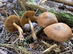 Cortinarius huronensis