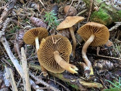 Cortinarius huronensis