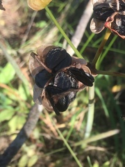 Phycella cyrtanthoides