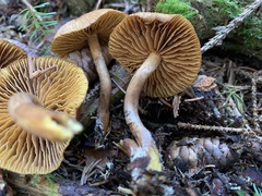 Cortinarius huronensis