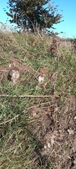 Eragrostis minor