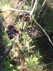 Phycella cyrtanthoides