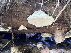 Tyromyces galactinus