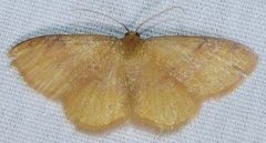 Leptostales ferruminaria