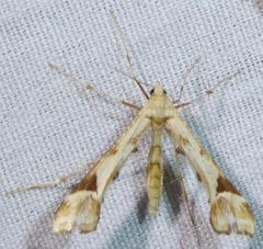 Platyptilia carduidactylus